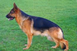 ROYAL Asarko Lordana