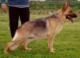 SANTIAGO Anarchia Box