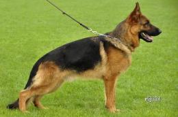 CH.PL LUCKY Mavic Poland