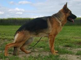 CH.PL LUCKY Mavic Poland