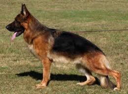 SG5 JHKL ULM 2009  NELSON vom FRANKENGOLD