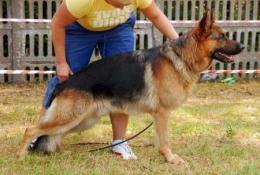 Santiago Anarchia Box