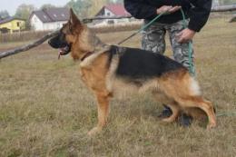 Ch.PL  PAIK Kenola  ( TYSON vom Kottersbuch x BARSELONA van Noort )