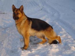 Bradley Anarchia Box