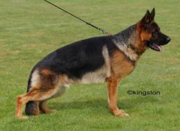 V28 LEX vom Waldfurter Wald