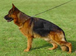 Hugh vom Eichenplatz