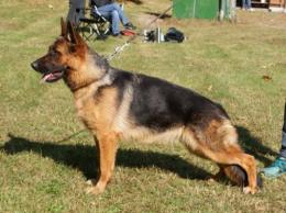 Hugh vom Eichenplatz