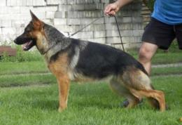 BRADLEY Anarchia Box