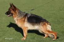 XIX vom Waldfurter Wald