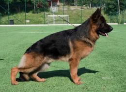 BLAK vom Waldfurter Wald