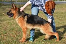 Ch.PL BRADLEY Anarchia Box