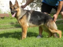 Ch.PL BRADLEY Anarchia Box