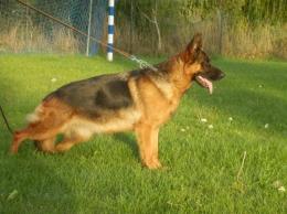 SKY vom Waldfurter Wald