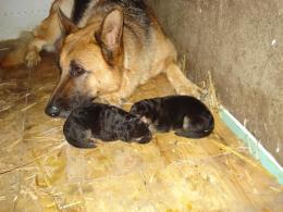 Fabia i Fokus w drugim dniu życia