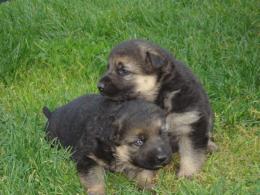 Fabia i Figo na pierwszym spacerze.