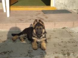 Pies FIGO Tom-And-Box