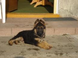 Figo Tom-And-Box. Pies sprzedany.