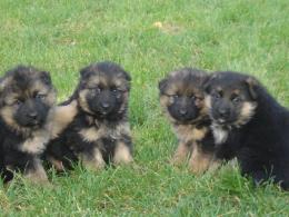 Miot I w całej okazałości.