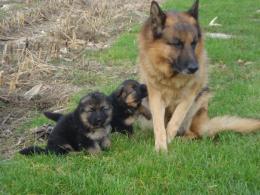 Pod czujnym okiem taty.