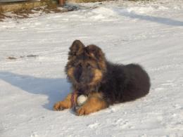 Suczka długowłosa- na sprzedaż.