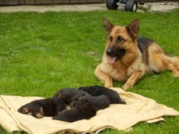 Miot K w całej okazałości.