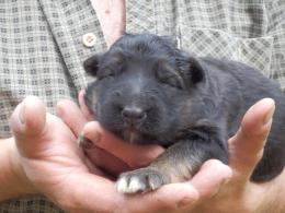 9-dniowy szczeniaczek