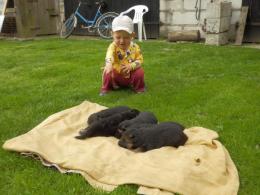 Czym skorupka za młodu nasiąknie...