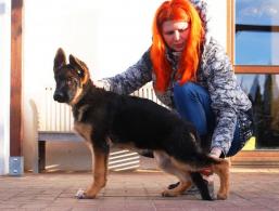 Balbinka Anarchia Box ( Nelson x Diana) miot L