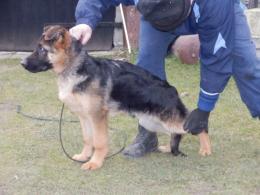 BRADLEY (Nelson x Diana)