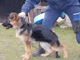 BRADLEY (Nelson x Diana)