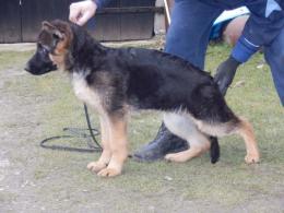 BIL ( Nelson x DIANA)