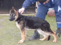 BIL ( Nelson x DIANA)