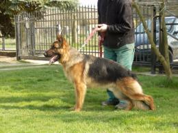 HARY Tom-And-Box ( Rio x Diana)-miot H