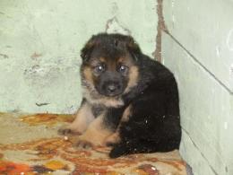 Szczeniaki -wiek 3 tygodnie