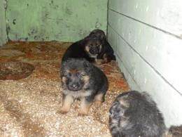 Szczeniaki -wiek 3 tygodnie