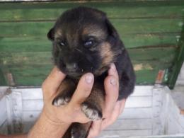 Szczeniaczek w wieku 2-tygodni