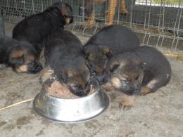 Maluchy w wieku 3,5 tygodnia.