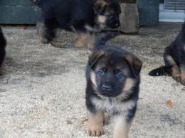 Szczenię-wiek 5 tygoni