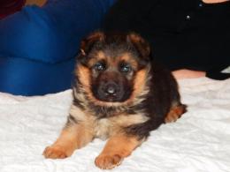 PRADA ( Leo x Diana ) - 4 tygodnie