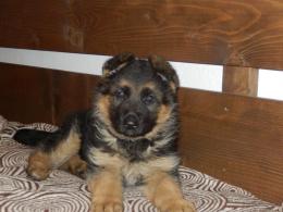PRADA ( Leo x Diana ) - 6 tygodni