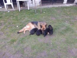 Pierwszy spacer- pod czujnym okiem mamy.