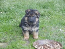 Szczeniaczek w wieku 5 tygodni.