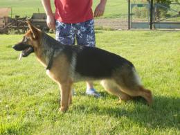 Suczka 8-miesięcy - sprzedam !!!