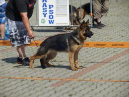 YPSI vel GABI - Gorzów 2018