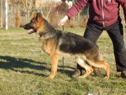 Piesek na sprzedaż !!!