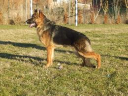 Piesek na sprzedaż !!!