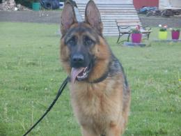 Piesek na sprzedaż !!!