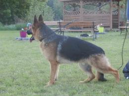 Piesek na sprzedaż !!!