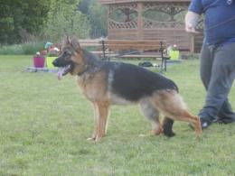 Piesek na sprzedaż !!!