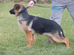 Suczka na sprzedaż -1.